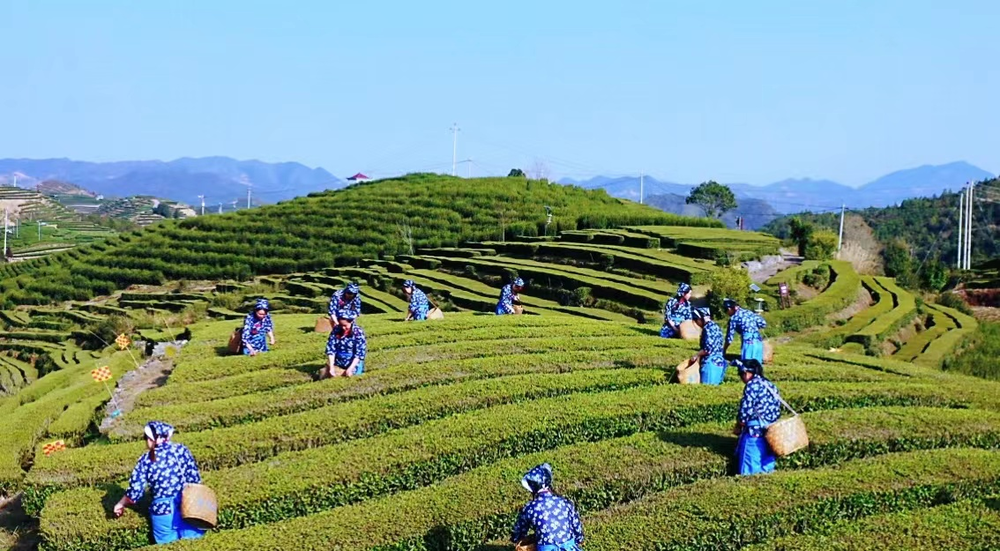 茶山春色美 茶農(nóng)采茶忙