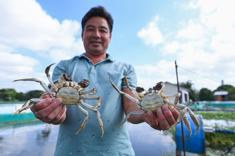 水上牧場千畝蟹田迎豐收