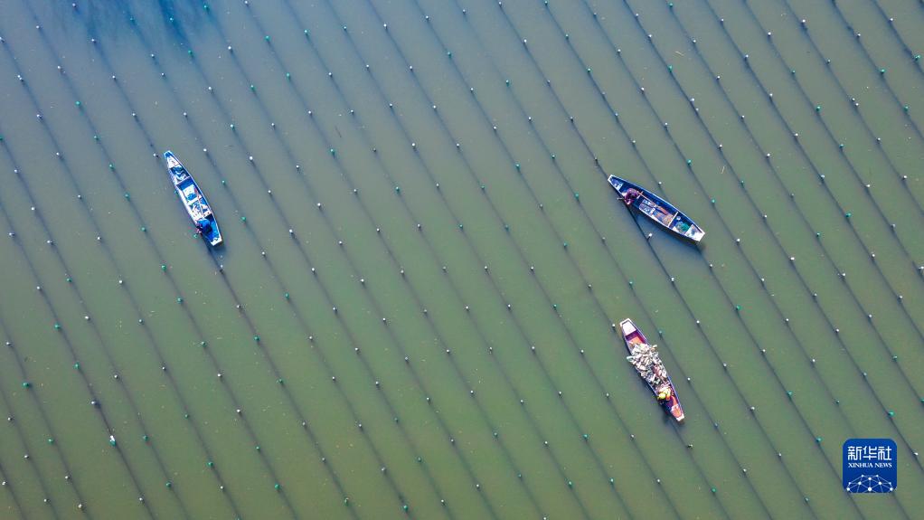 浙江長興：河蚌育珠春管忙