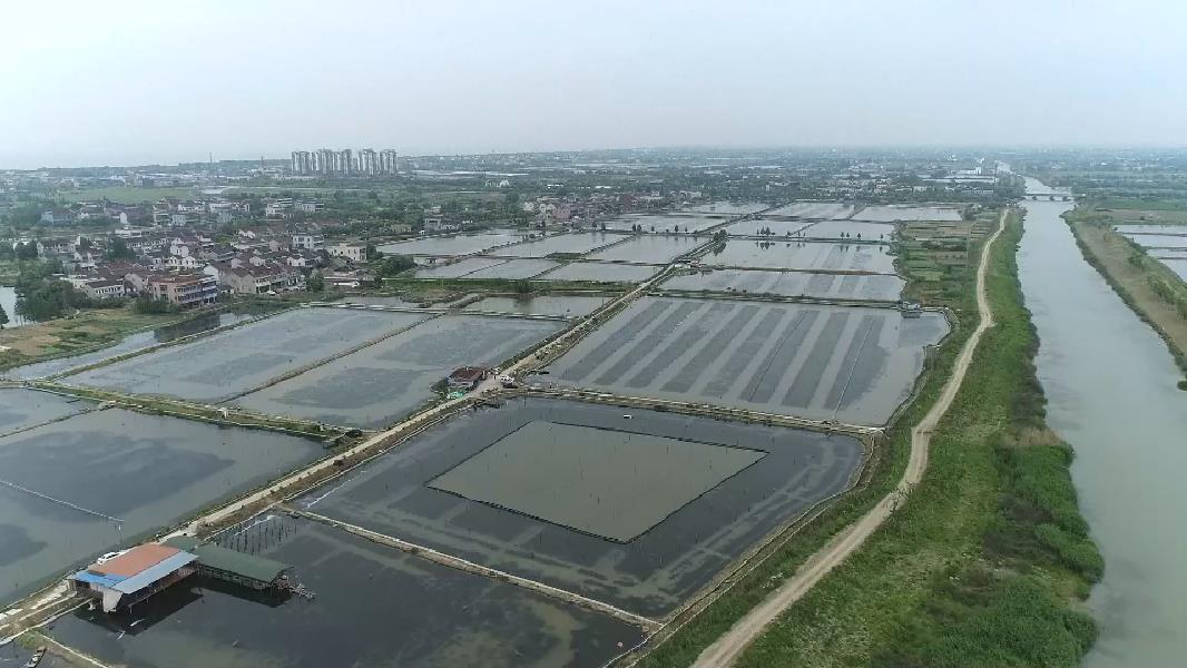 浙江湖州：“太湖河蝦”迎豐收 上岸漁民譜寫(xiě)生態(tài)共富歌謠