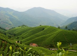 徑山茶入選“中國地理標(biāo)志農(nóng)產(chǎn)品品牌聲譽茶葉類十強(qiáng)”