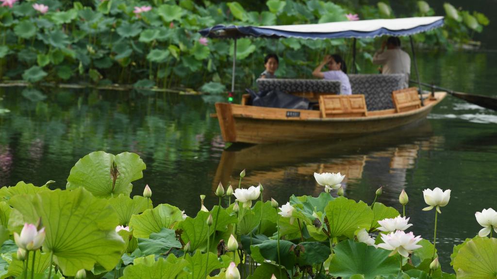 西湖荷花盛開(kāi)